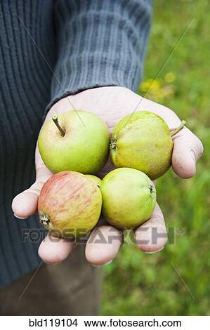 Picture - Caucasian farmer with handful of fruit. Fotosearch