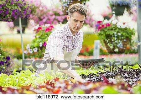 Stock Image - Caucasian man working in plant nursery. Fotosearch