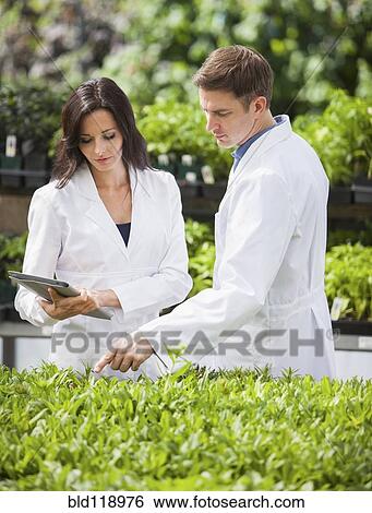 Stock Photograph - Caucasian scientists working in greenhouse. Fotosearch