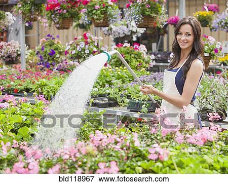 Caucasian worker watering flowers in plant nursery View Large Photo Image Stock Photo - Caucasian worker watering flowers in plant nursery. Fotosearch