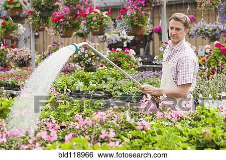 Stock Photograph - Caucasian worker watering flowers in plant nursery. Fotosearch