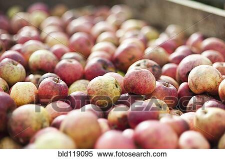 Stock Photography - Close up crate of apples. Fotosearch