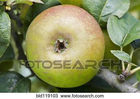 Stock Image - Close up of apple growing on tree. Fotosearch