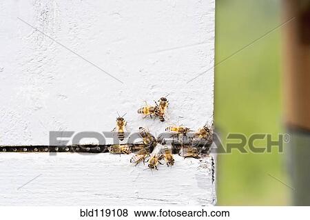 Stock Photo - Close up of bees on white surface. Fotosearch