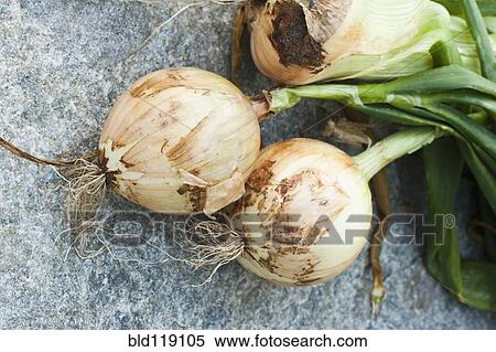 Stock Photography - Close up of freshly picked onion bulbs. Fotosearch