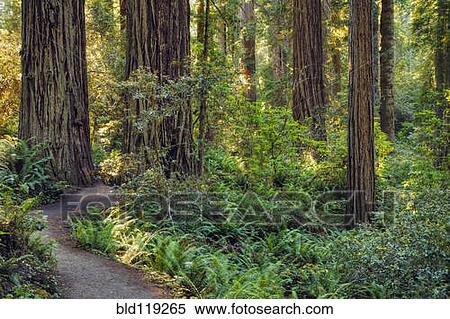 Stock Photography - Dirt path in forest. Fotosearch
