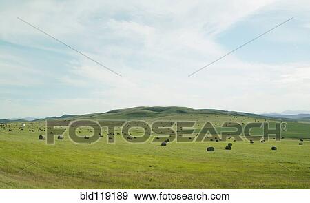 Stock Photo - Hay bales in rural landscape. Fotosearch