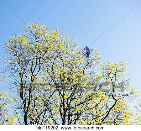 Kite stuck in tree against blue sky View Large Photo Image Stock Image - Kite stuck in tree against blue sky. Fotosearch