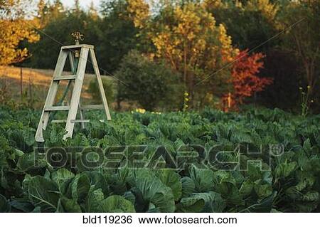 Ladder in vegetable garden View Large Photo Image Stock Photograph - Ladder in vegetable garden. Fotosearch