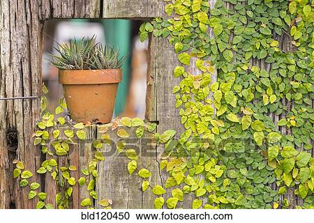 Pot sitting in sill of ivy-covered wall View Large Photo Image Stock Image - Pot sitting in sill of ivy-covered wall. Fotosearch