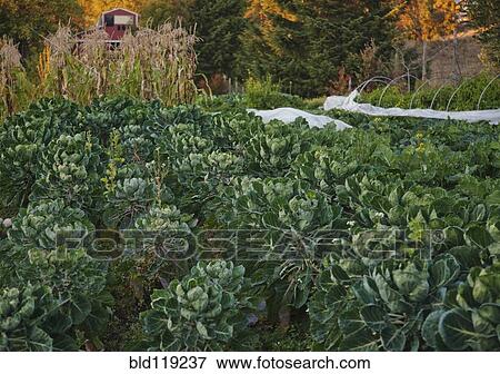 Stock Photo - Rows of plants growing in garden. Fotosearch