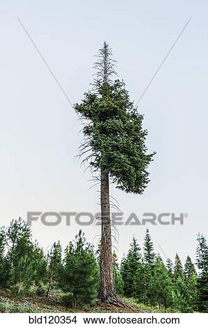 Shedding tree in rural landscape View Large Photo Image Picture - Shedding tree in rural landscape. Fotosearch