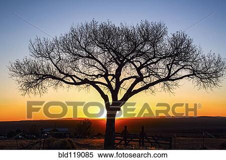 Stock Photography - Silhouette of tree against sunset sky in rural landscape. Fotosearch