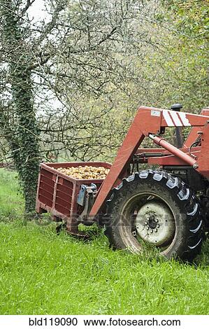Stock Image - Tractor harvesting fruit in orchard. Fotosearch