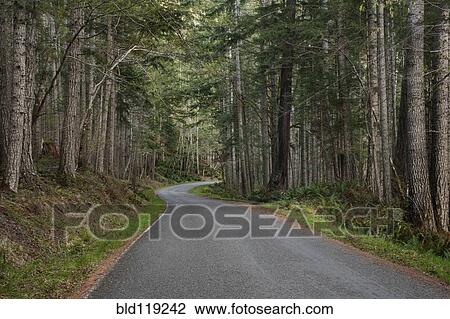 Trees and forest lining rural road View Large Photo Image Stock Image - Trees and forest lining rural road. Fotosearch