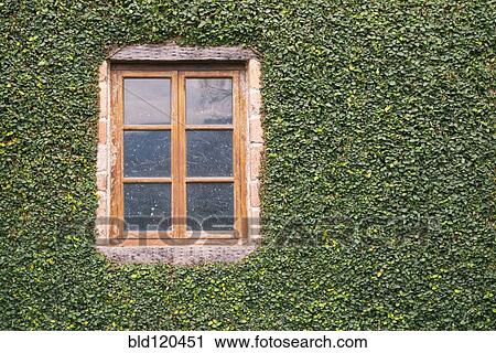 Window on ivy-covered wall View Large Photo Image Stock Image - Window on ivy-covered wall. Fotosearch