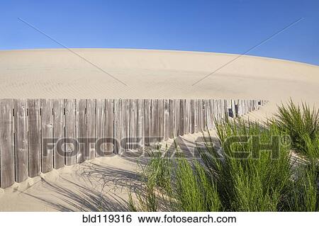 Stock Photograph - Wooden fence and green shrubs on sand dune. Fotosearch