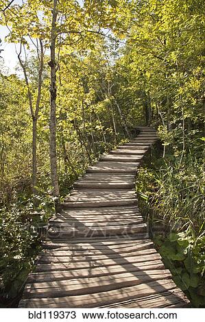 Stock Image - Wooden walkway in forest. Fotosearch