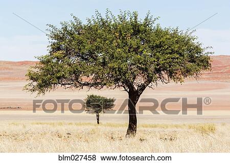 Stock Photo - Camelthorn trees growing in grassy field. Fotosearch