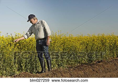 Caucasian farmer checking mustard crop View Large Photo Image Stock Photo - Caucasian farmer checking mustard crop. Fotosearch