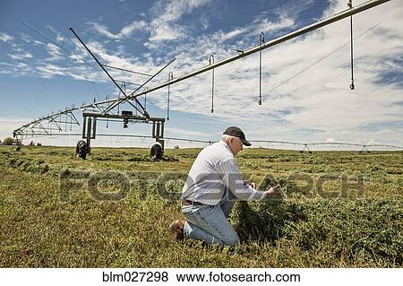 Stock Photo - Caucasian farmer examining crop. Fotosearch