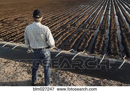 Caucasian farmer looking at irrigated field View Large Photo Image Stock Photo - Caucasian farmer looking at irrigated field. Fotosearch