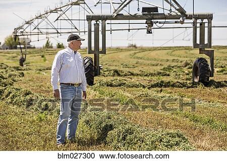 Caucasian farmer looking over crop View Large Photo Image Stock Image - Caucasian farmer looking over crop. Fotosearch