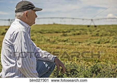 Caucasian farmer looking over crop View Large Photo Image Stock Image - Caucasian farmer looking over crop. Fotosearch