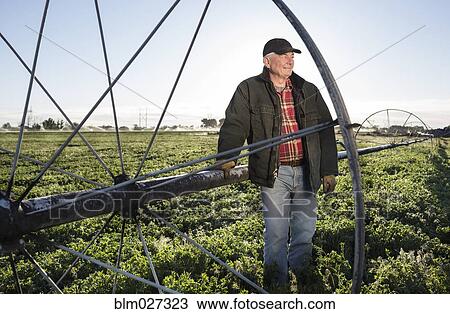 Stock Image - Caucasian farmer standing in alfalfa field. Fotosearch