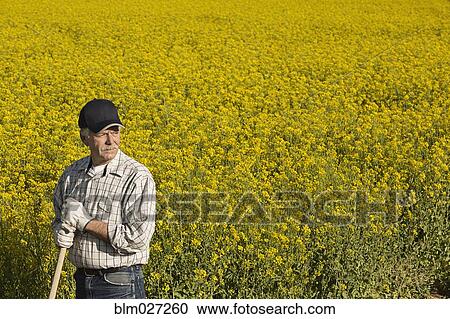 Caucasian farmer standing in mustard field View Large Photo Image Stock Image - Caucasian farmer standing in mustard field. Fotosearch