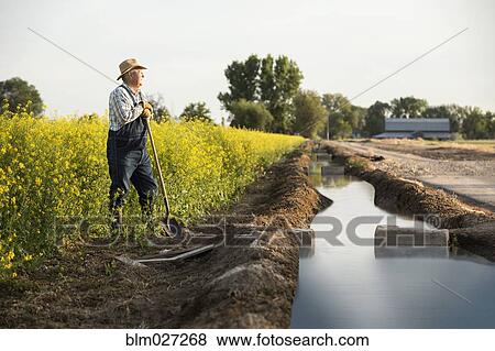 Stock Photo - Caucasian farmer standing in mustard field next to irrigation ditch. Fotosearch