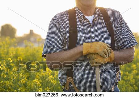 Caucasian farmer standing in mustard field View Large Photo Image Stock Photograph - Caucasian farmer standing in mustard field. Fotosearch