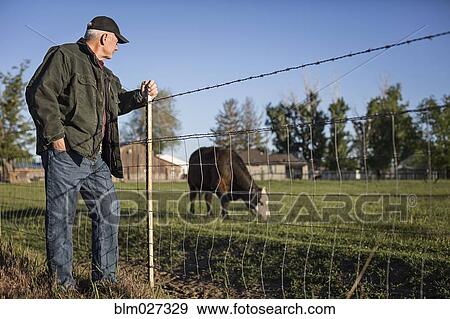 Caucasian rancher watching cow in field View Large Photo Image Stock Photo - Caucasian rancher watching cow in field. Fotosearch