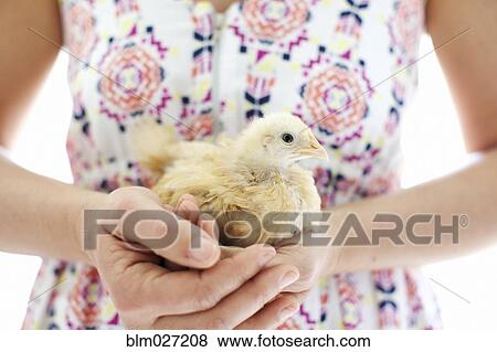 Caucasian woman holding chick View Large Photo Image Stock Photo - Caucasian woman holding chick. Fotosearch