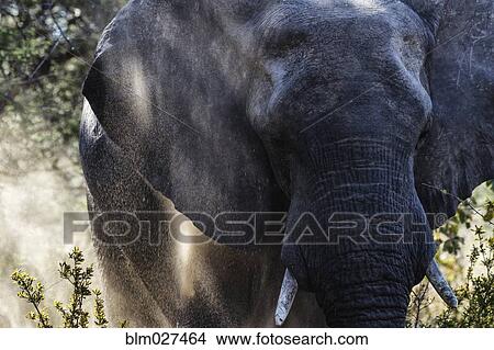 Close up of elephant dust bathing View Large Photo Image Picture - Close up of elephant dust bathing. Fotosearch