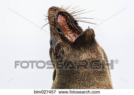Stock Photo - Close up of fur seal yawning. Fotosearch