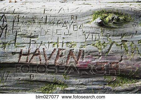 Stock Photo - Closes up of names carved in redwood log. Fotosearch