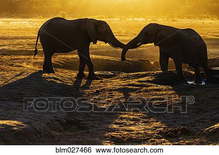 Elephants intertwining trunks in desert at sunset View Large Photo Image Stock Photograph - Elephants intertwining trunks in desert at sunset. Fotosearch