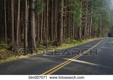 Stock Image - Forest trees along rural road. Fotosearch