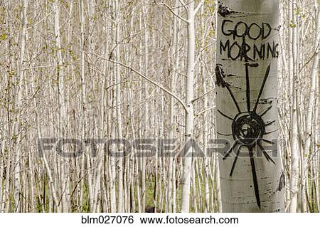 Good morning carved in Aspen tree trunk View Large Photo Image Stock Photograph - Good morning carved in Aspen tree trunk. Fotosearch