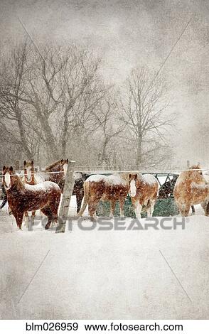 Horses grazing in snowy field View Large Photo Image Stock Photo - Horses grazing in snowy field. Fotosearch