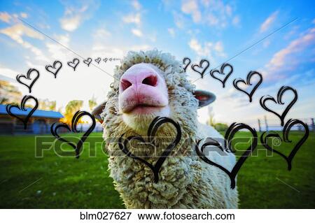 Stock Photo - Illustrated hearts around sheep in field. Fotosearch