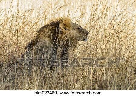 Lion sitting in tall grass View Large Photo Image Stock Photo - Lion sitting in tall grass. Fotosearch