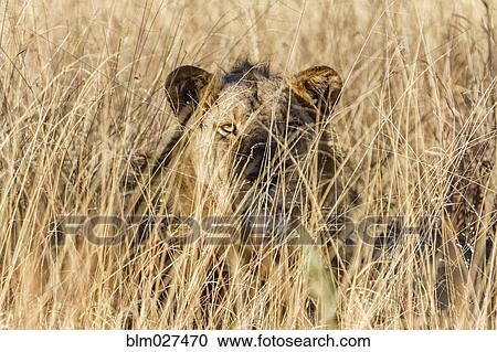 Stock Image - Lioness laying in tall grass. Fotosearch