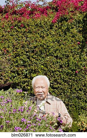 Stock Image - Older Asian man laughing in garden. Fotosearch