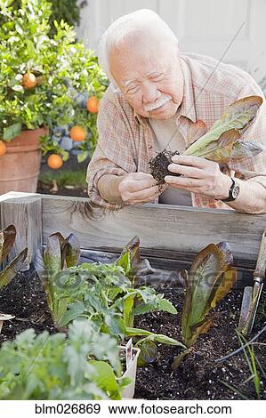 Stock Photo - Older Asian man planting vegetables. Fotosearch