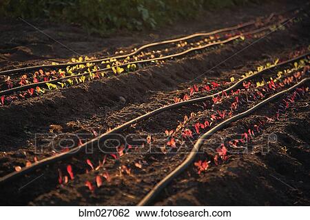 Seedlings growing in crop field View Large Photo Image Stock Image - Seedlings growing in crop field. Fotosearch