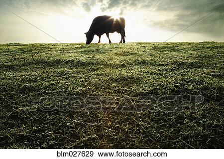 Silhouette of cow grazing in field View Large Photo Image Stock Photo - Silhouette of cow grazing in field. Fotosearch