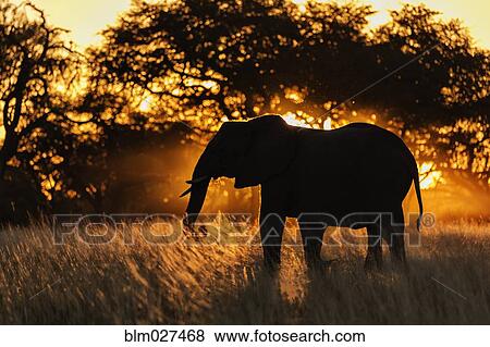 Stock Photo - Silhouette of elephant in tall grass. Fotosearch