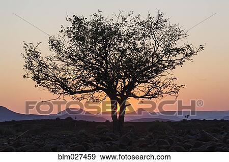 Silhouette of tree in desert at sunrise View Large Photo Image Stock Photo - Silhouette of tree in desert at sunrise. Fotosearch